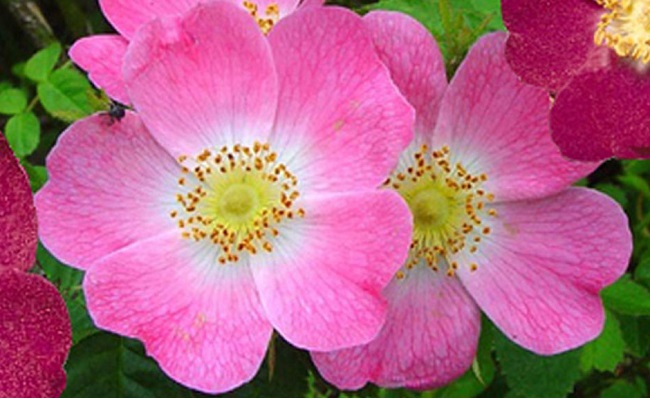 Flor Rosa de mosqueta
