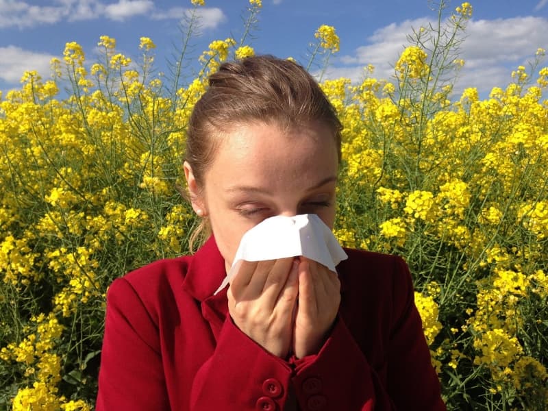 Propóleo para las alergias. Efectos y beneficios.