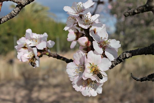 La miel de flor de almendro y sus 3 poderosos beneficios